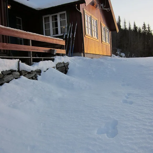 Hytte til leje i Hemsedal med rigt dyreliv